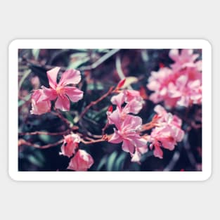 Pink Nerium oleander flower Sticker